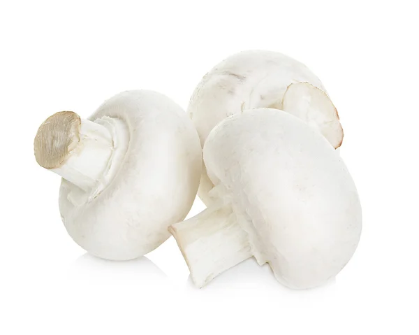 Champignon champignons geïsoleerd op witte achtergrond — Stockfoto