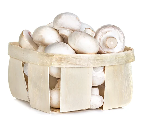 Champignon mushrooms in basket — Stock Photo, Image