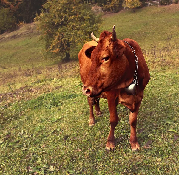 Vaca, composición de la naturaleza — Foto de Stock