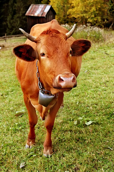 Vaca, composición de la naturaleza — Foto de Stock