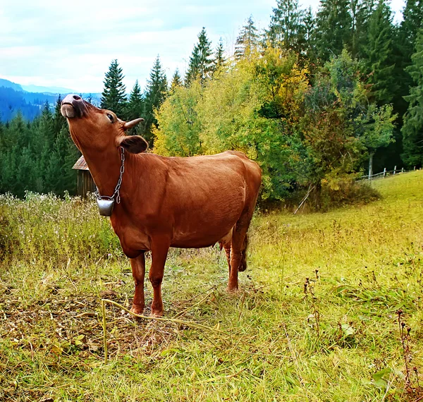 Vaca, composición de la naturaleza — Foto de Stock