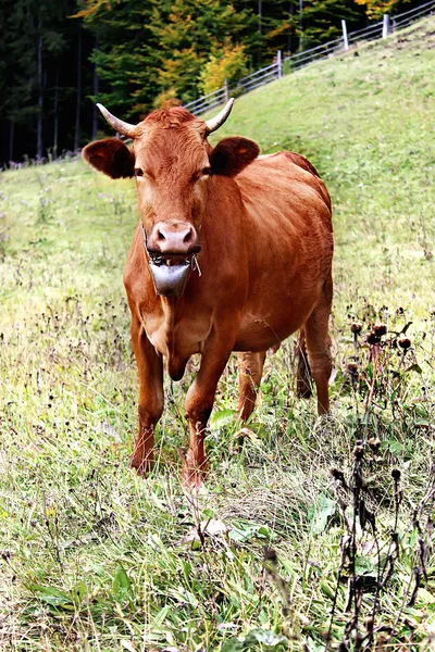 Vaca, composición de la naturaleza —  Fotos de Stock