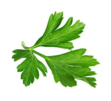 Maydanoz beyaz bir arkaplanda izole