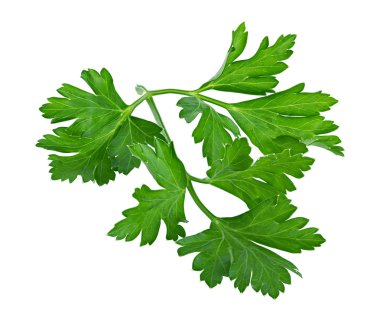Maydanoz beyaz bir arkaplanda izole