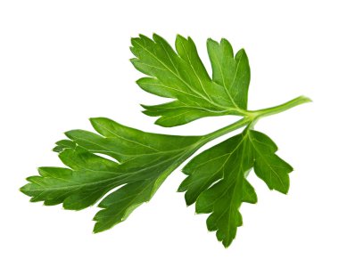 Maydanoz beyaz bir arkaplanda izole