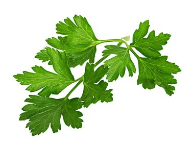 Maydanoz beyaz bir arkaplanda izole