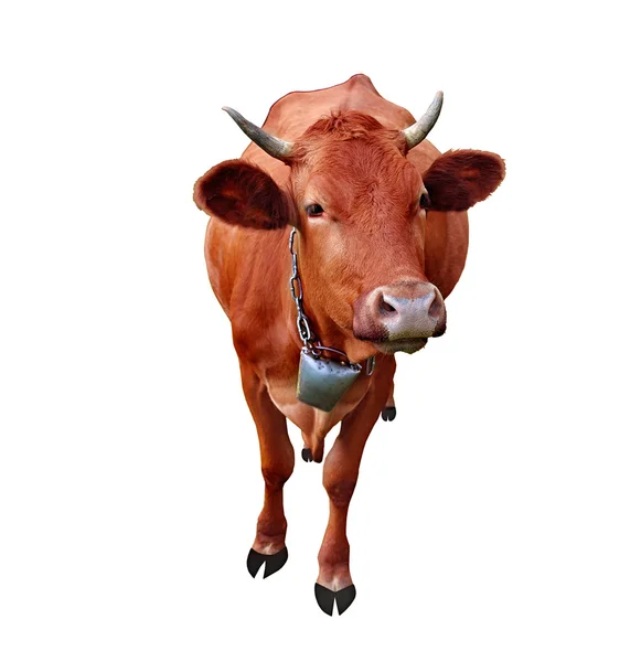 Kráva izolované na bílém pozadí — Stock fotografie