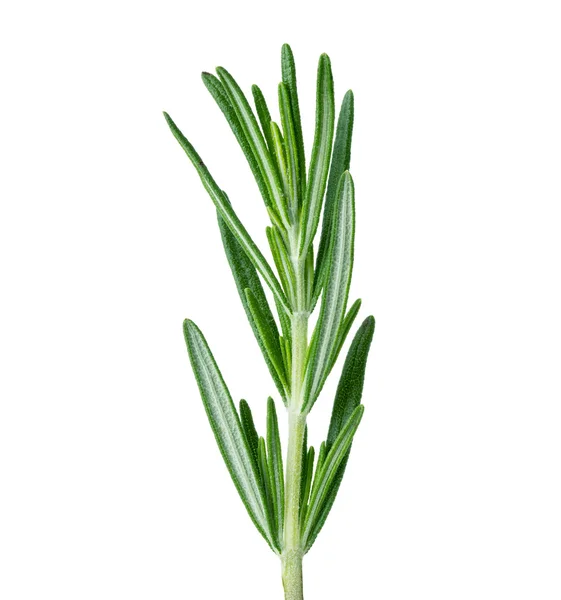 Rosemary twig isolated on white background — Stock Photo, Image