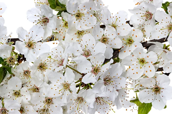 Bloeiende apple blossom takken — Stockfoto