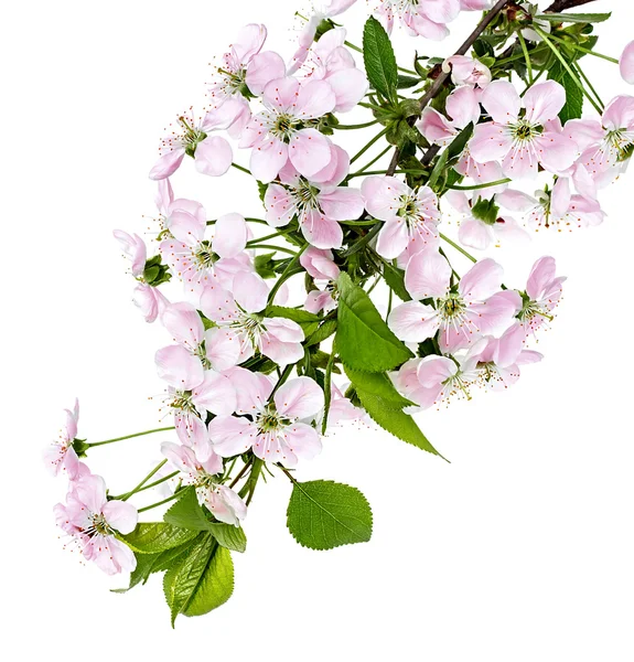 Branche de fleurs de pomme isolée sur un fond blanc — Photo