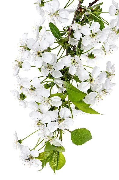 Ramo de flores de maçã isolado em um fundo branco — Fotografia de Stock