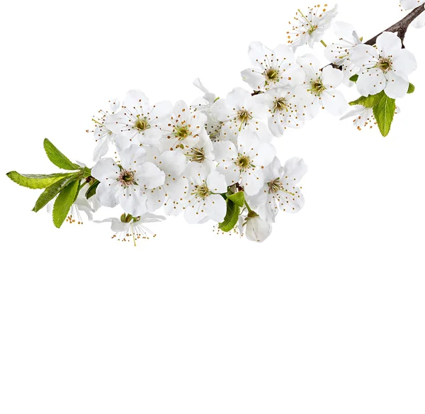 Floración de ramas de flor de manzana Fotos de stock libres de derechos