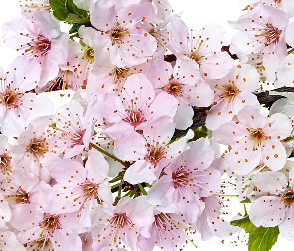 Floración de ramas de flor de manzana Imagen de stock