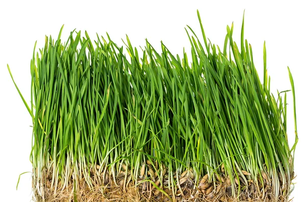 Grüner Hintergrund — Stockfoto