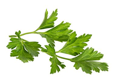 Taze maydanoz üzerinde beyaz izole Şubesi