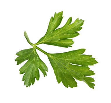 Taze maydanoz üzerinde beyaz izole Şubesi