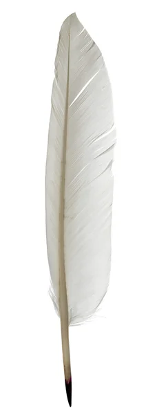 하얀 배경에 분리되어 있는 깃털 펜 — 스톡 사진