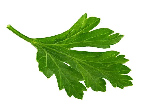 Branch of fresh parsley isolated on white — Stock Photo, Image