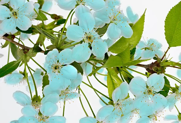 Rama de flores de manzana sobre fondo blanco —  Fotos de Stock