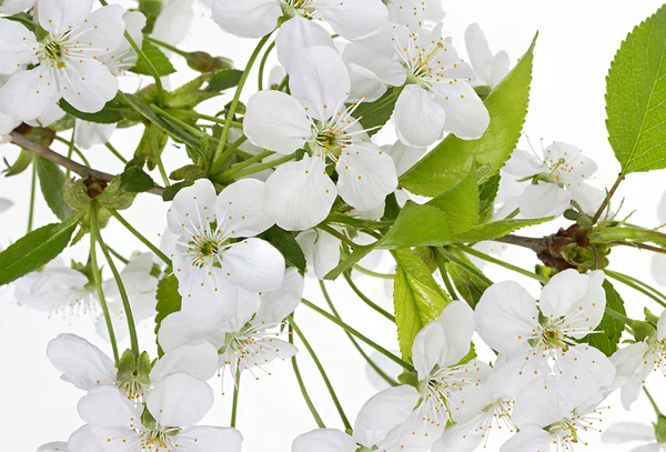 Ветка цветов яблони на белом фоне — стоковое фото