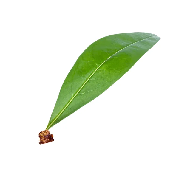 Персиковый лист на белом фоне — стоковое фото