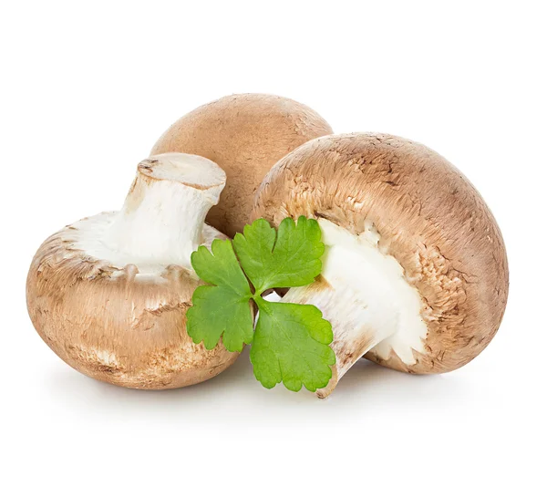 Коричневые грибы — стоковое фото