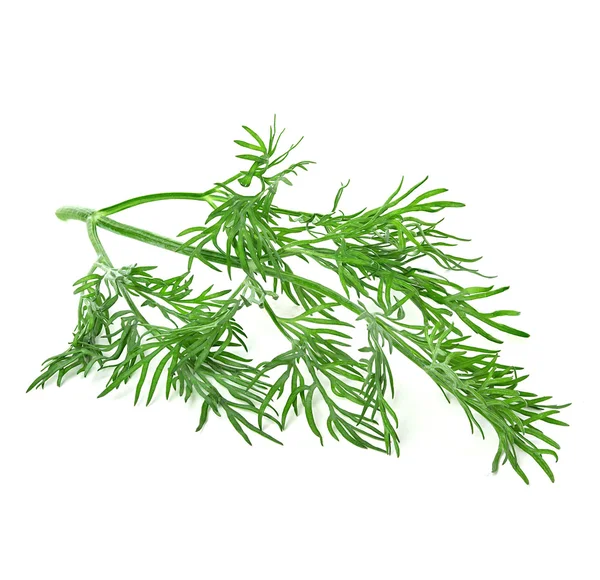 Dill isolado no fundo branco — Fotografia de Stock