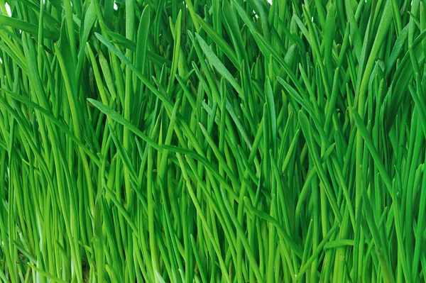 Green grass background — Stock Photo, Image