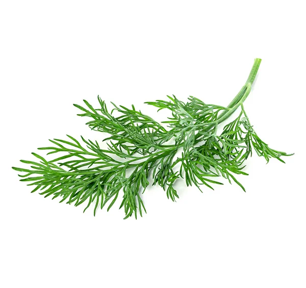 Dill isolado no fundo branco — Fotografia de Stock