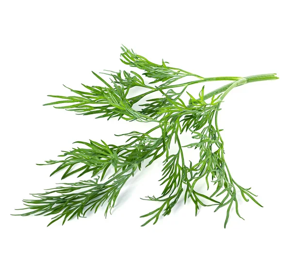 Dill isolado no fundo branco — Fotografia de Stock