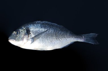 Taze dorado siyah bir arka plan üzerinde balık