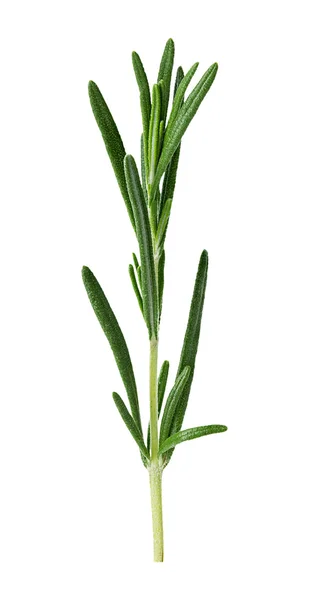 Rosemary twig isolated on white background — Stock Photo, Image