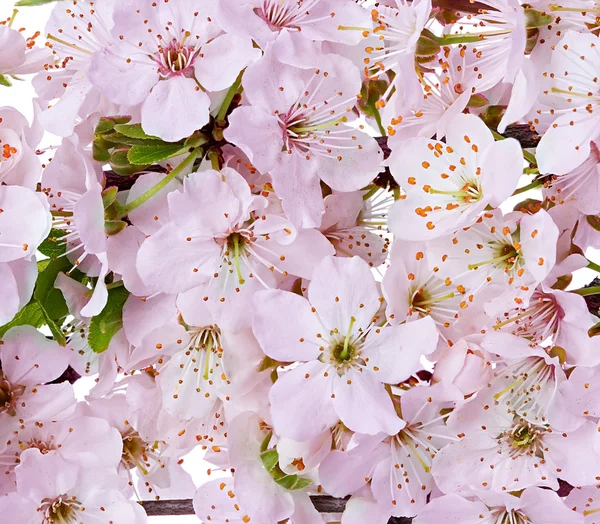 Bloeiende apple blossom takken — Stockfoto