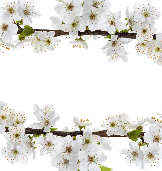 Ветвь яблони цветы изолированы на белом фоне — стоковое фото