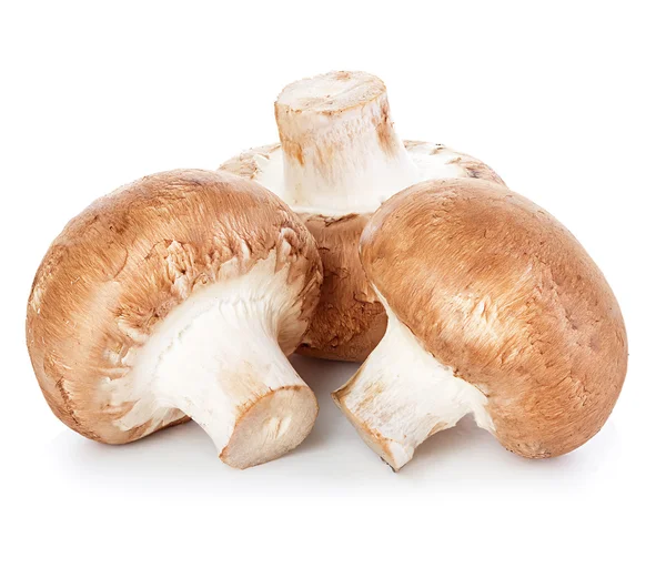 Champignons brun champignons — Photo