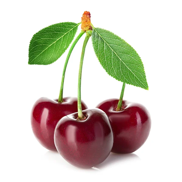 Cerezas aisladas sobre fondo blanco — Foto de Stock