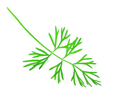 Dill beyaz arkaplanda izole edildi