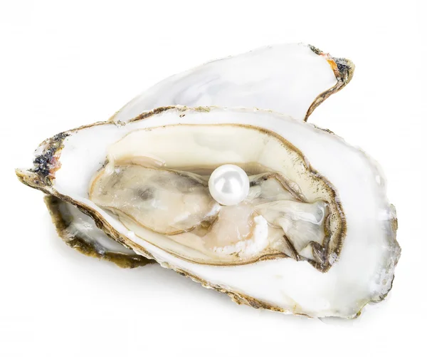 Close-up van de oester geïsoleerd Stockafbeelding