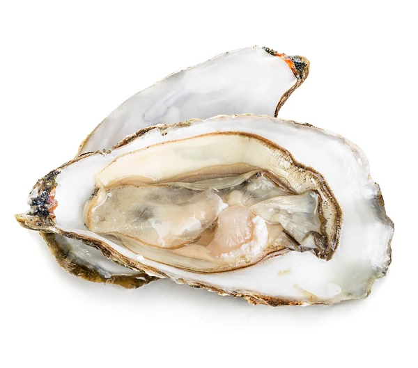 Close-up van de oester geïsoleerd Stockfoto
