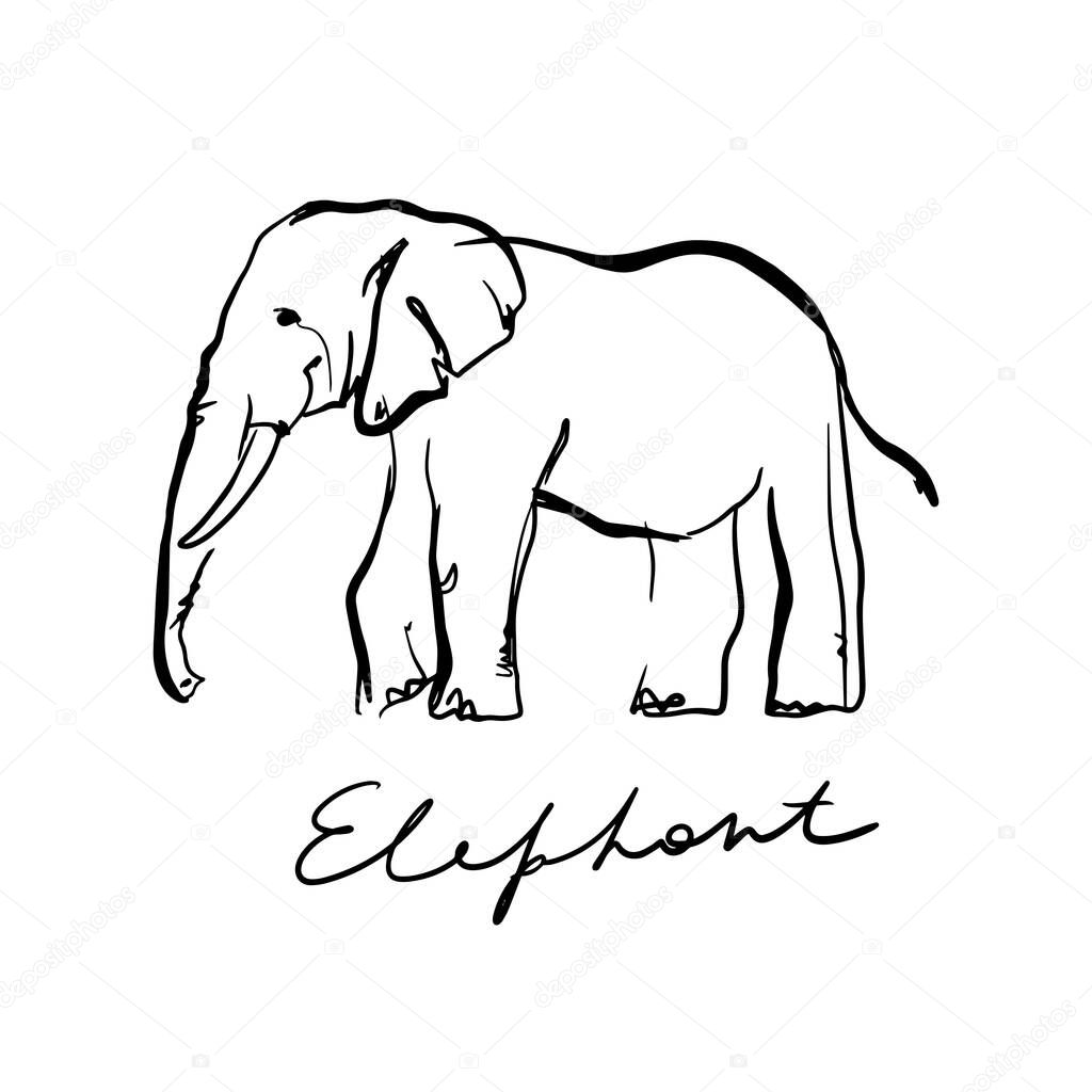 Vector illustration of elephant doodle on white background. 