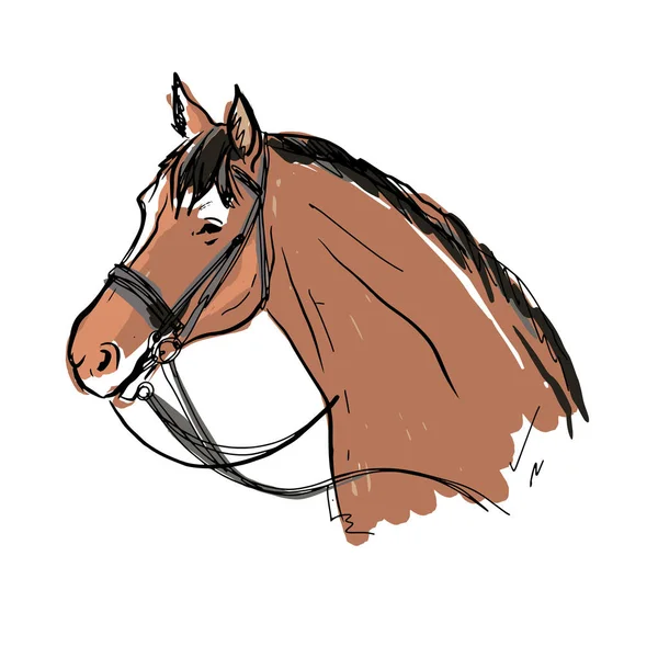 Retrato Vetorial Cavalo Morgan Breed Brown Cavalo Com Freio — Vetor de Stock