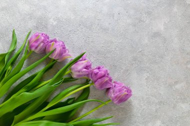 Gri desenli arka planda mor laleler. Anneler günü, sevgililer günü, doğum günü kutlaması konsepti. Tebrik kartı. Metin için boşluk kopyala, üst görünüm