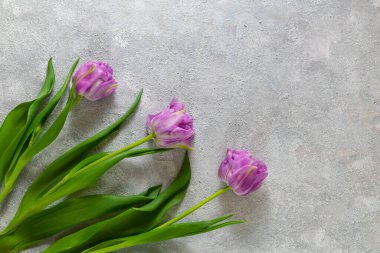 Gri desenli arka planda mor laleler. Anneler günü, sevgililer günü, doğum günü kutlaması konsepti. Tebrik kartı. Metin için boşluk kopyala, üst görünüm