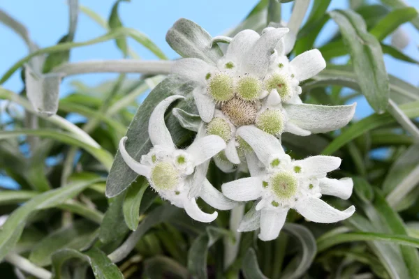 Kwiat Edelweiss w makro strzał — Zdjęcie stockowe