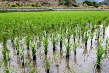 Pirinç tarım arazileri, Asya pirinç fide