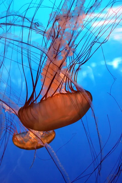 Medusas nadadoras en agua azul — Foto de Stock
