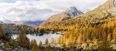 Autumn season with golden larche trees over Lake Viola in the Campo Valley in Grisons, Switzerland clipart