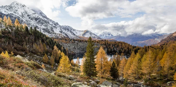 Stagione Autunnale Con Larici Dorati Sul Lago Viola Nella Valle — Foto Stock