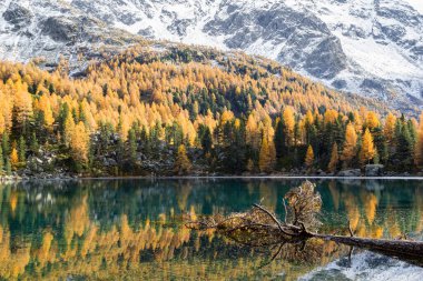 Önünde devrilmiş bir ağaç bulunan Saoseo Gölü 'ne sonbahar yansımaları, İsviçre' nin St. Moritz Motoru.