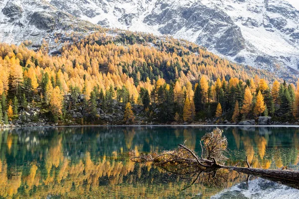 Autumn Reflections Lake Saoseo Fallen Tree Foreground Engadine Moritz Switzerland — Stock Photo, Image